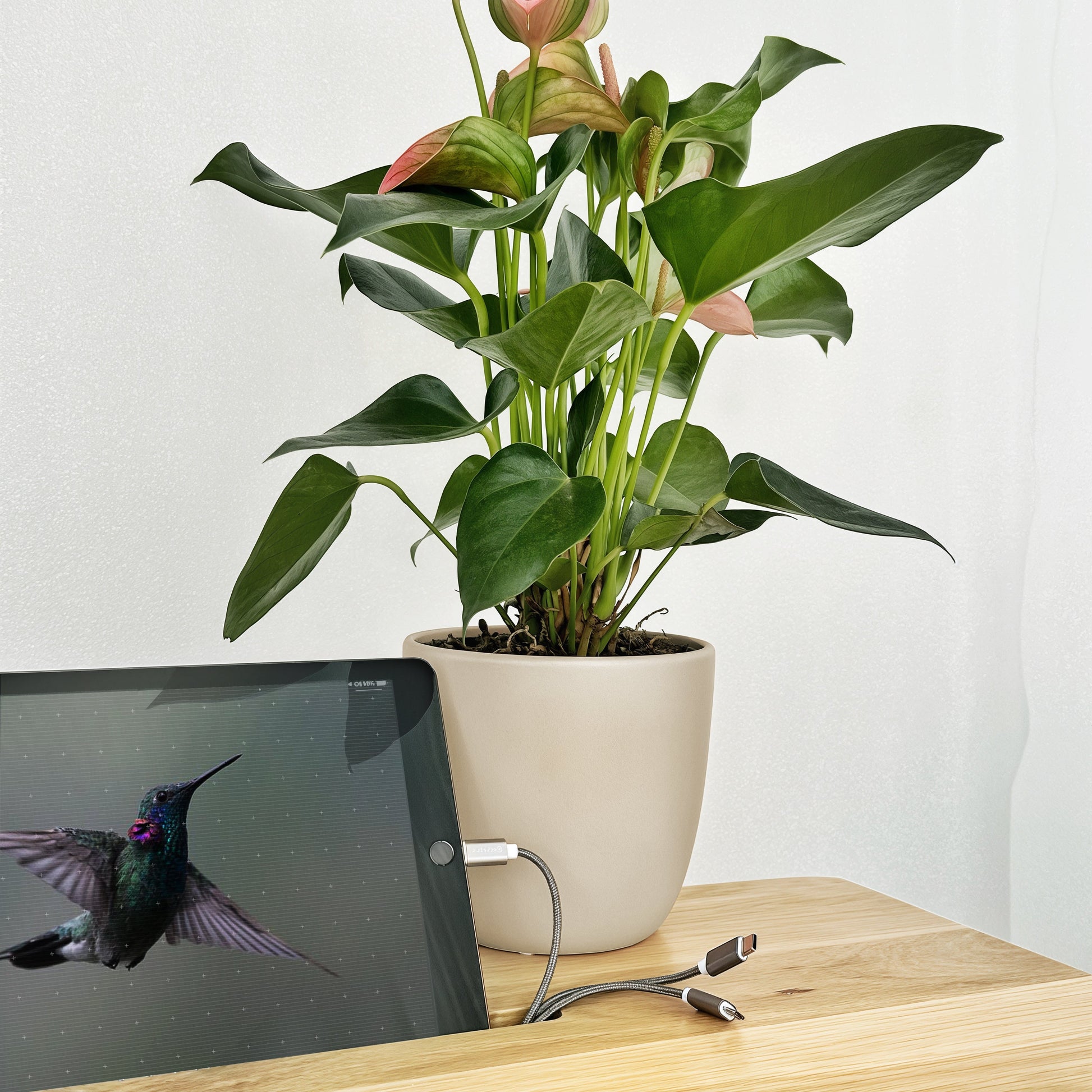 office plant on solid oak desk 2.4 meters x 700mm available online, in-stock and shipped from Cape Town, South Africa